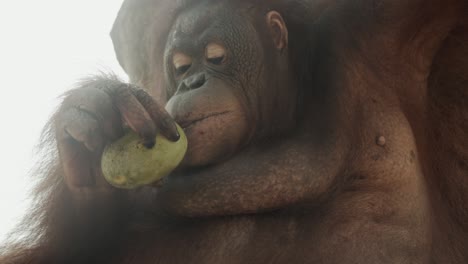 vieja hembra de orangután usando los dientes para abrir una fruta, antigua técnica de búsqueda de alimento