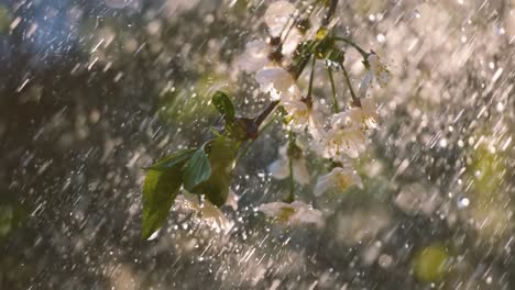 Período-De-Flor-De-Cerezo.-Gotas-De-Lluvia-Primaveral-Caen-Sobre-Una-Flor-De-Cerezo.-Filmada-Con-Una-Cámara-En-Cámara-Súper-Lenta-De-1000-Fps.