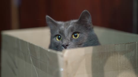 funny gray cat hiding in a cardboard box