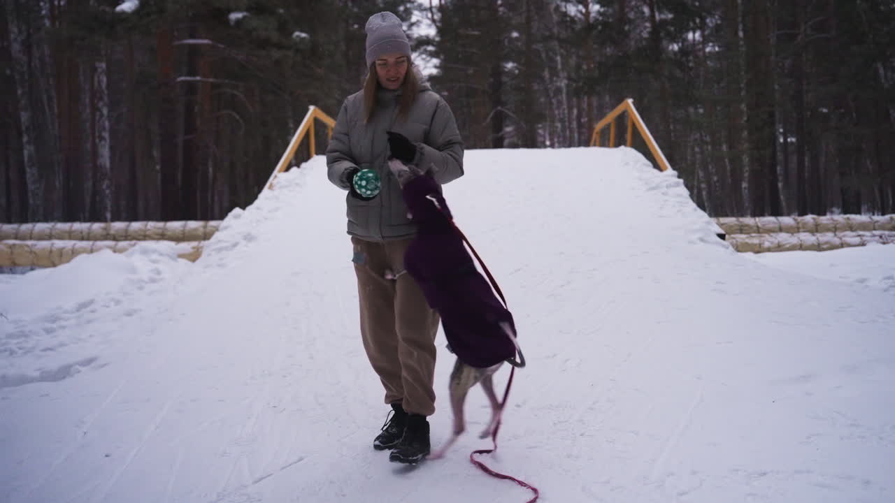 Woman wearing winter clothes plays with excited whippet dog on snowy bridge in forest. Dog wearing purple coat jumps eagerly toward green ball, expressing playful energy with owner in winter landscape