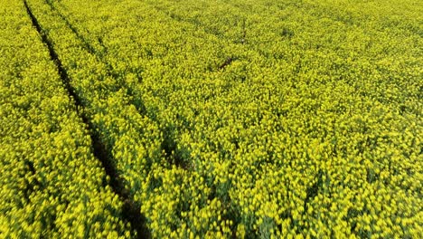 drone-fly-above-yellow-rapeseed-farm-field-land-during-blooming-season-wild-animal-run-in-to-the-plantation