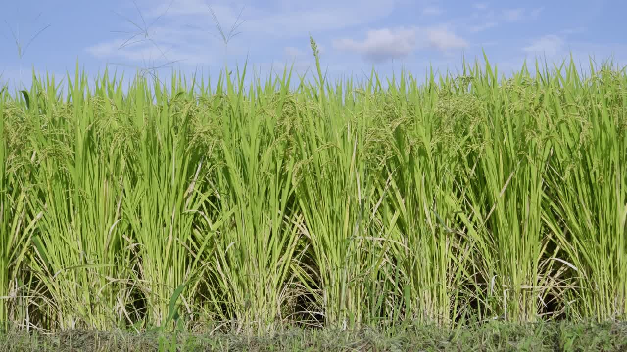 Lush Green Rice Paddy Field