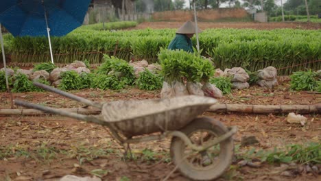 woman farmer working in a field