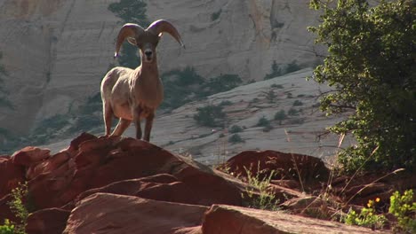 Mittlere-Aufnahme-Eines-Wüsten-Dickhornschafes-Auf-Einem-Hügel-Im-Zion-Nationalpark-2