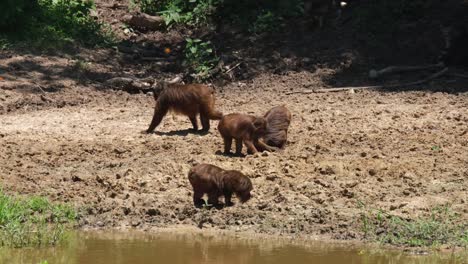 three seriously eating minerals straight on the mud, an individual walks towards the left, others under the shade