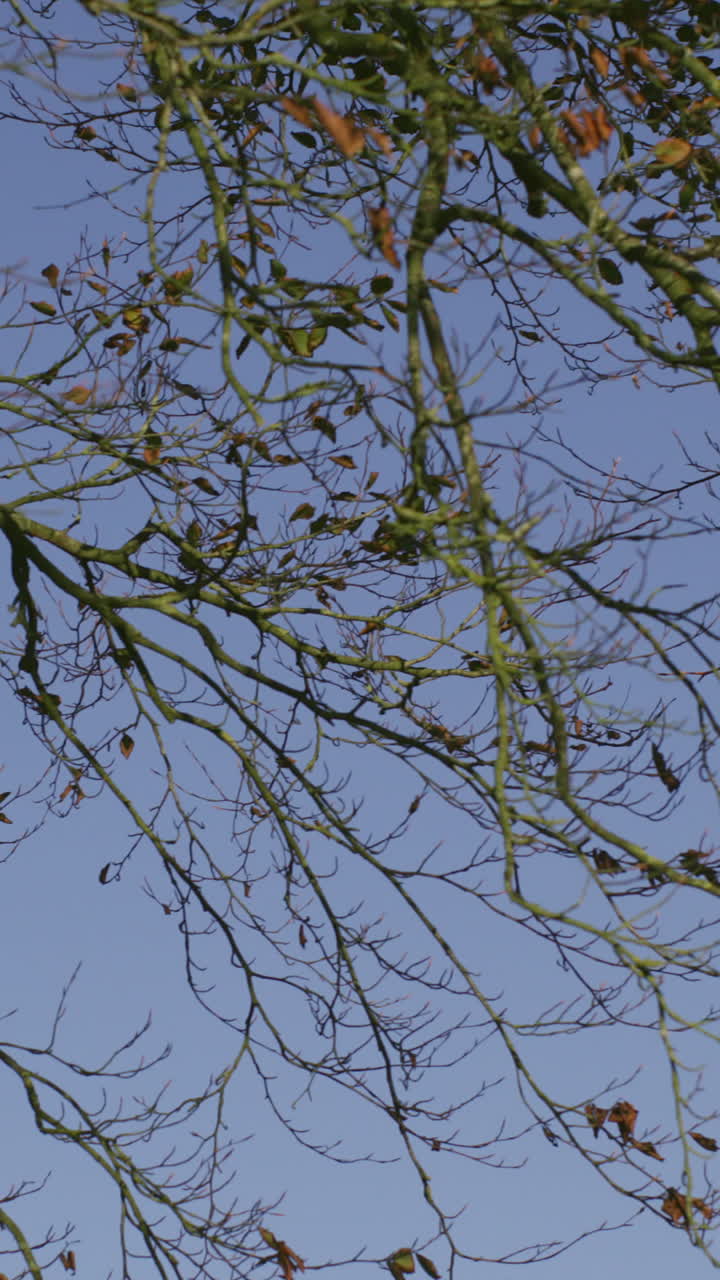파란 하늘과 대조되는 가지들