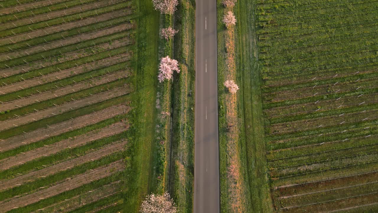 Sunrise drone view top down: Almond blossoms (white, pink) line a road in Neustadt-Gimmeldingen, Pfalz, Germany.