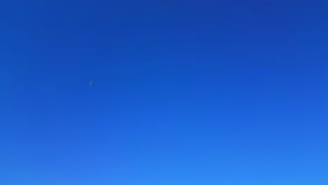 bird flying in a blue sky