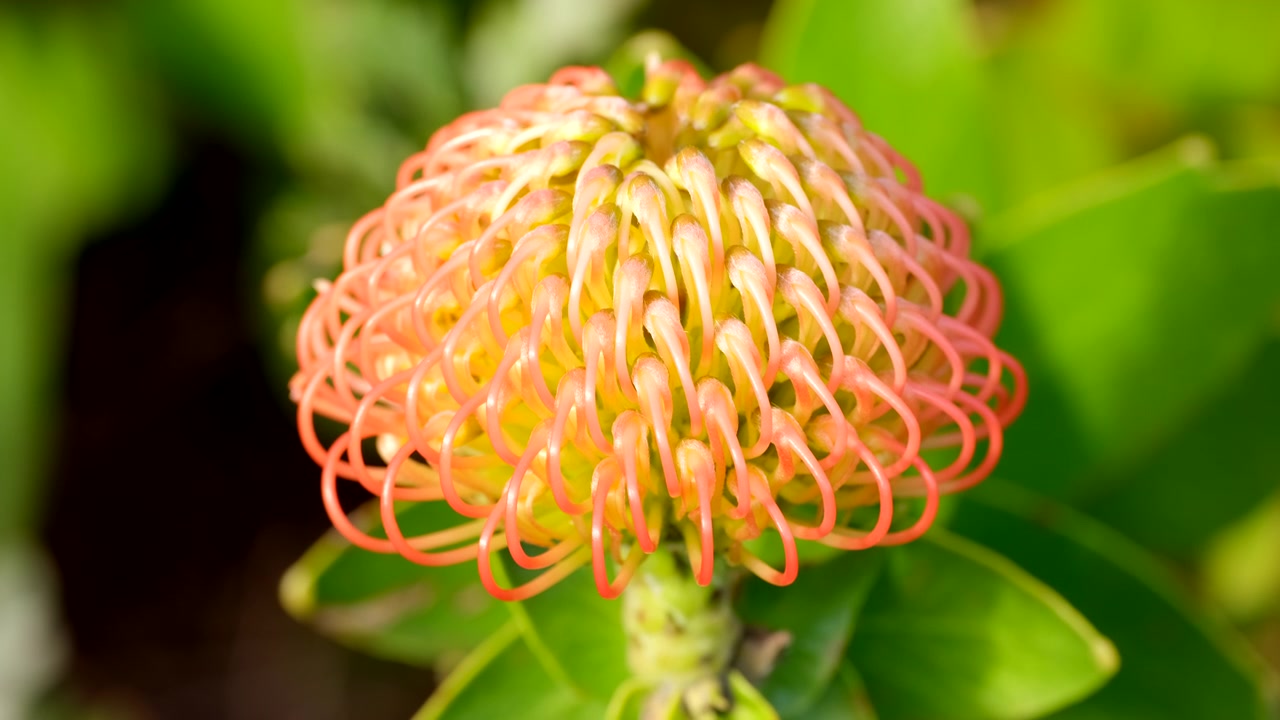 Smukt gult og orange Leucospermum cordifolium nålepudeblomsthoved, nærbillede