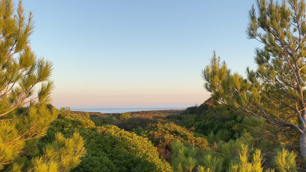Ett mjukt kvällsljus faller över kusttallarna i Sagres och blandar grönt och guld under en bleknande himmel