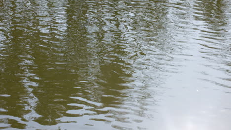 lago en la naturaleza