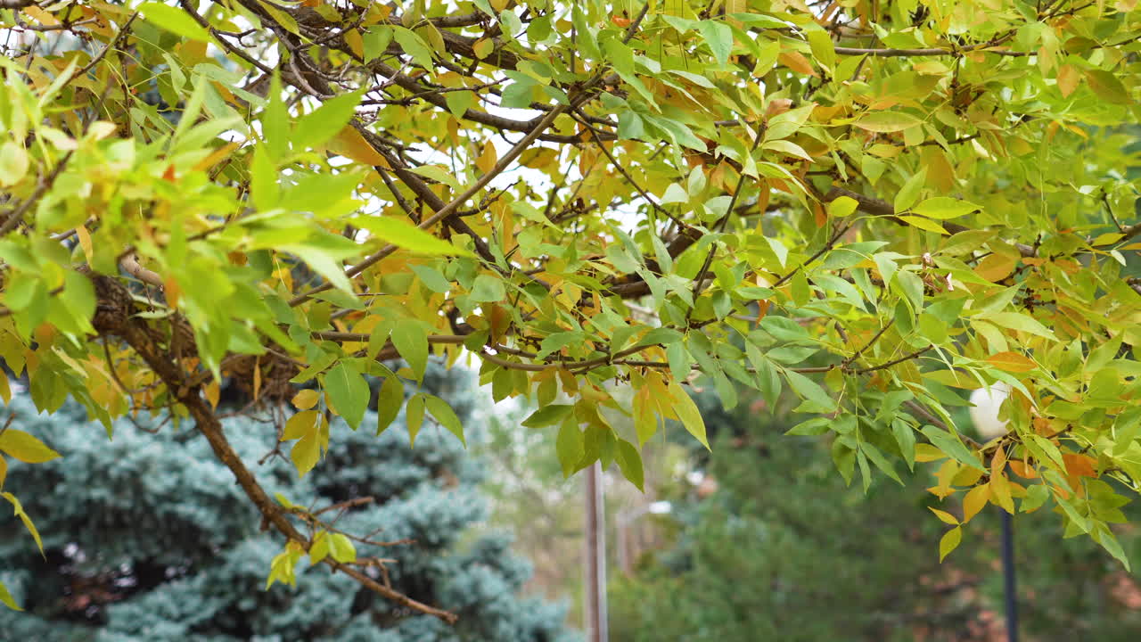 hojas de color verde lima cayendo de un árbol de almez occidental y soplando en el viento durante el otoño en un parque cerca de un día nublado