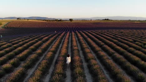 Horizontale-Bewegung-Der-Drohne-Auf-Lavendel-Bei-Sonnenuntergang-In-Valensole