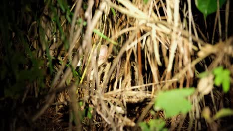 seen within the thick of the grass scratching; leopard cat, prionailurus bengalensis, thailand