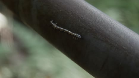 inch worm on a metal pole