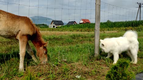samoyed dog eating grass with the young wild horse next to the fence on a sunny day in the countryside