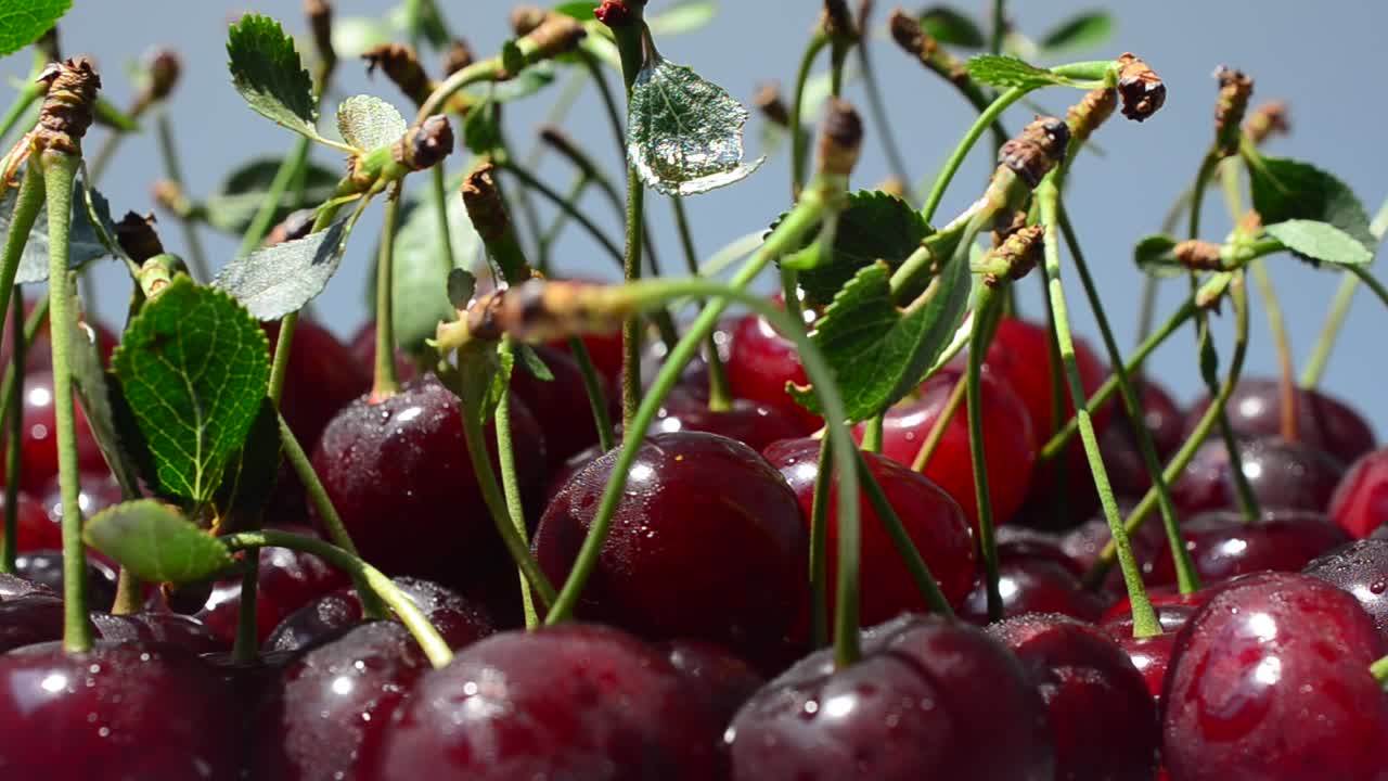 Ceri, direkam bergerak. Rekaman buah.