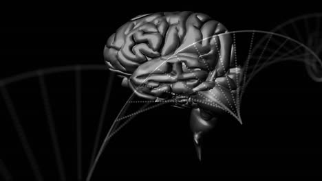 Digital-animation-of-human-brain-and-dna-structure-spinning-against-black-background