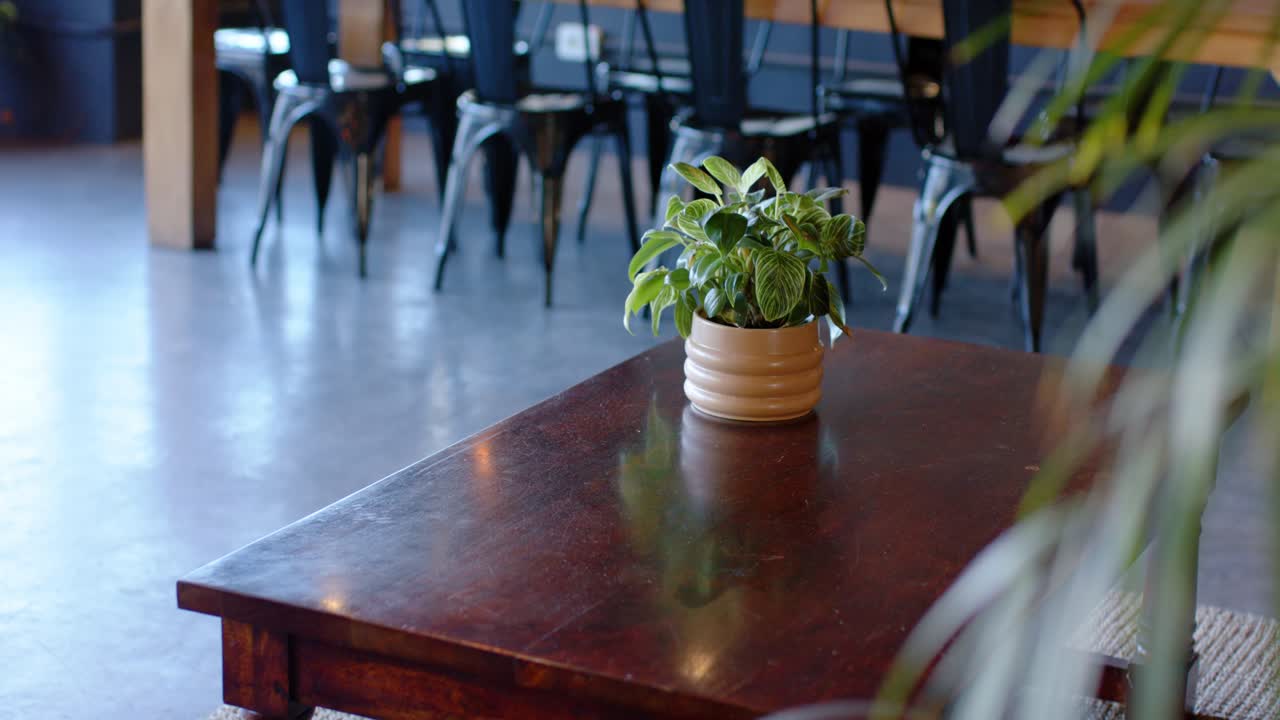 Slow camera zoom is refining focus and shifting light, bringing potted plant into clarity on table