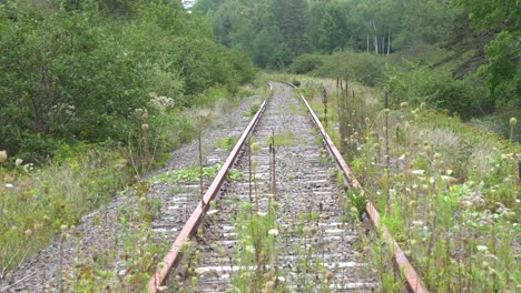 an abandoned railroad surrounded by a luxuriant forest with a lot of flora on the ground