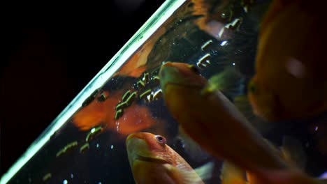 alimentación de peces en un acuario