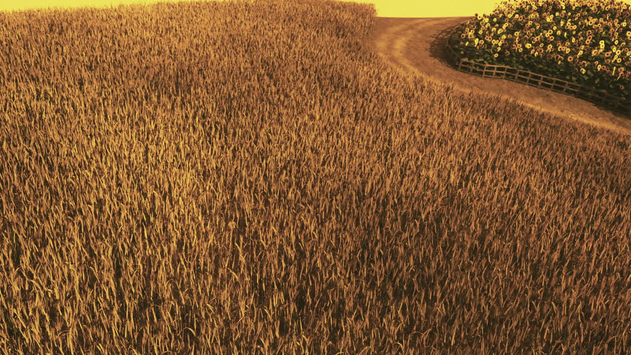 Expansive golden wheat field curves beside vibrant sunflowers at sunset