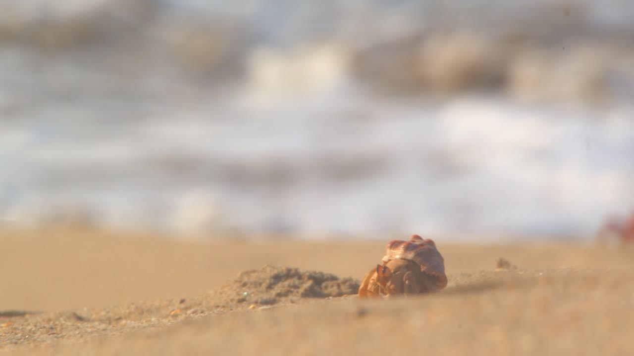 Hermit crab moving between small sand dunes with waves behind Piura Peru
