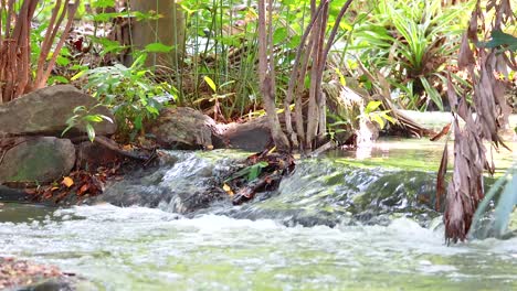 gentle stream flowing through lush greenery in tranquil park setting