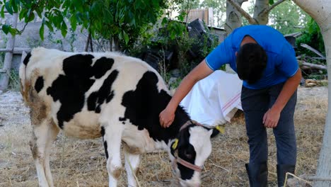 heifer-loving young man