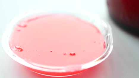 pink liquid in petri dish