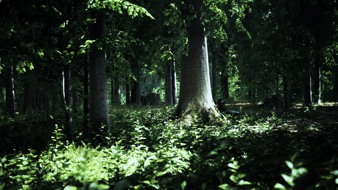 los rayos de sol a través de las ramas de los árboles gruesos en el denso bosque verde