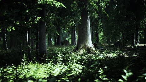 sun beams through thick trees branches in dense green forest