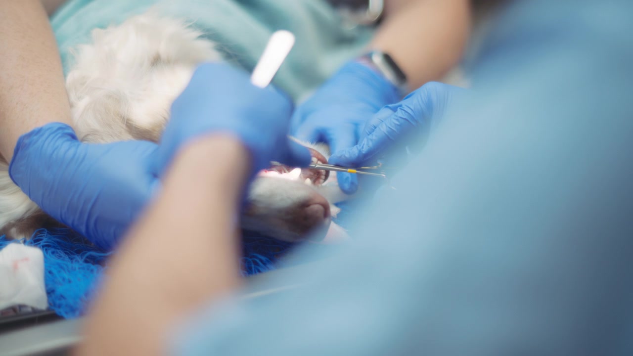 Cirugía dental canina en la clínica veterinaria