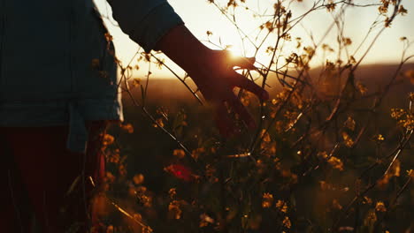 mano, campo y flores en primer plano