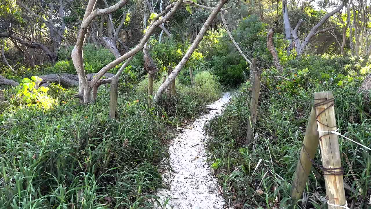 camino panorámico a través de la vegetación exuberante y los árboles