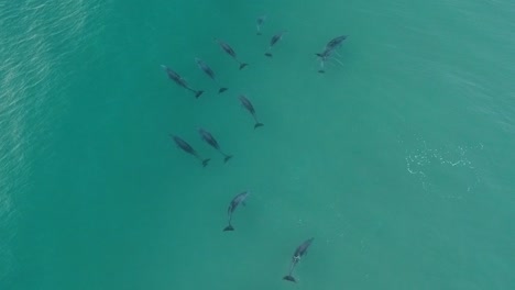 aerial view of a large pod of dolphins playing and catching waves