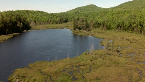 panorama of the lake with floating grass and the green forest