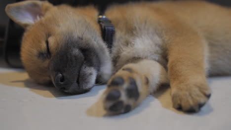 Pequeño-Cachorro-Shiba-Durmiendo-En-El-Suelo