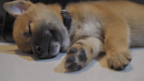 little shiba puppy sleeping on floor