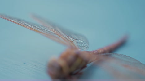 잠자리 aeshna grandis 갈색 호커의 매크로 샷 날개