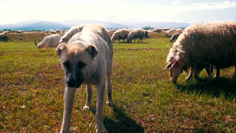 dog shepherd grazing sheep in the field