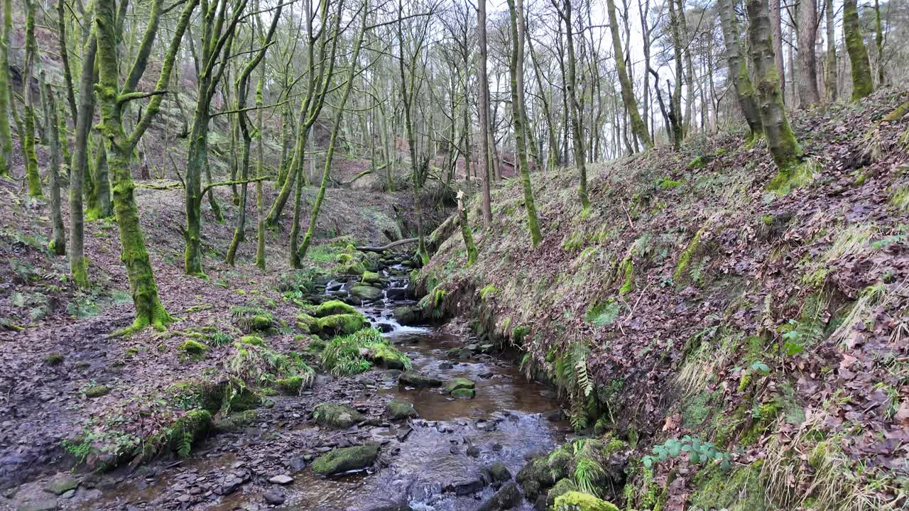pequeño y lento arroyo del bosque, que fluye lentamente a través de los árboles del bosque