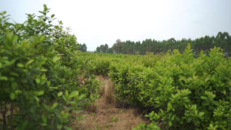 agroforestry - fruit tree- environment technology climate change green station sustainable green forest yerba mate biodiversity