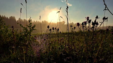 morning sunlight filters through wildflowers and dew-covered spiderweb in a peaceful meadow