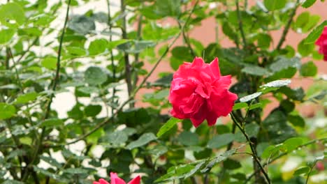 Cámara-Lenta-En-Fuertes-Lluvias-En-El-Jardín