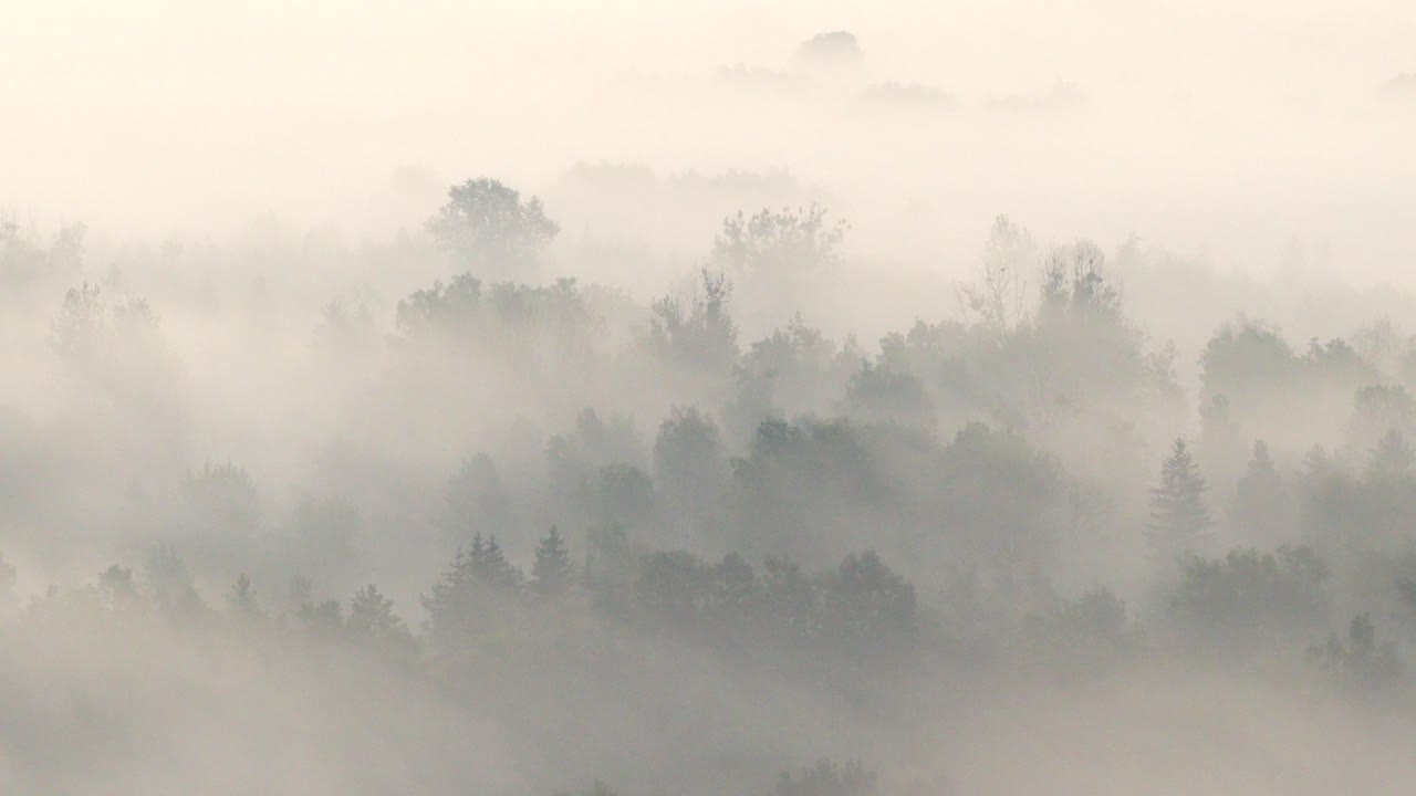 Aerial view of a dense forest shrouded in thick fog, with treetops fading into mist. Atmospheric, haunting, and tranquil natural landscape in soft morning light