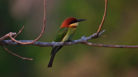 Chestnut-headed-Bee-eater,-Merops-leschenaulti,-4K-Footage,-Khao-Yai-National-Park,-Thailand