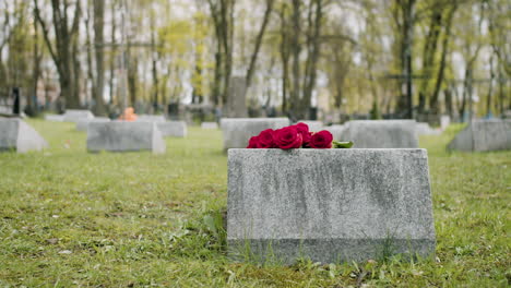 rear view of a tombstone with red roses on top in a gravevard