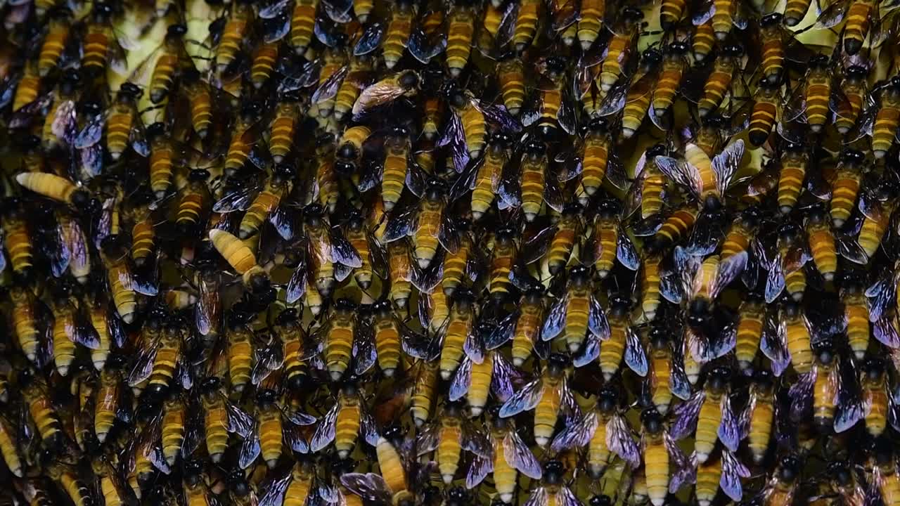 se sabe que las abejas melíferas gigantes construyen grandes colonias de nidos con bolsillos simétricos hechos de cera para almacenar miel como fuente de alimento.