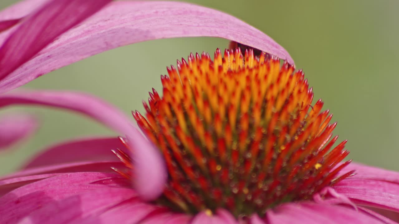 macro de una abeja silvestre escondiéndose debajo de un pétalo de flor en una flor de cono naranja
